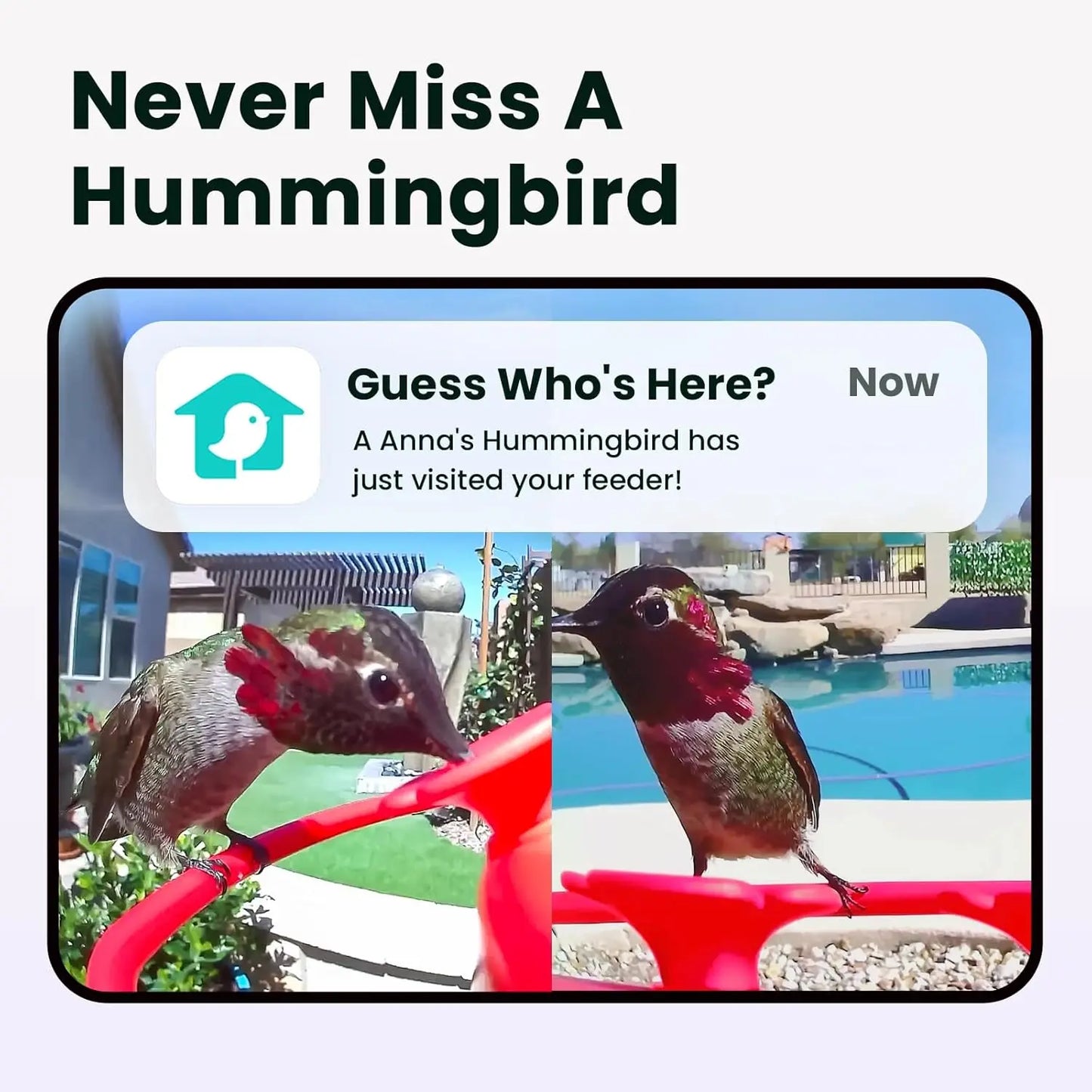 Birdfy Hummingbird Feeder with Dual Cameras - 2K HD Smart Cameras Solar Powered,