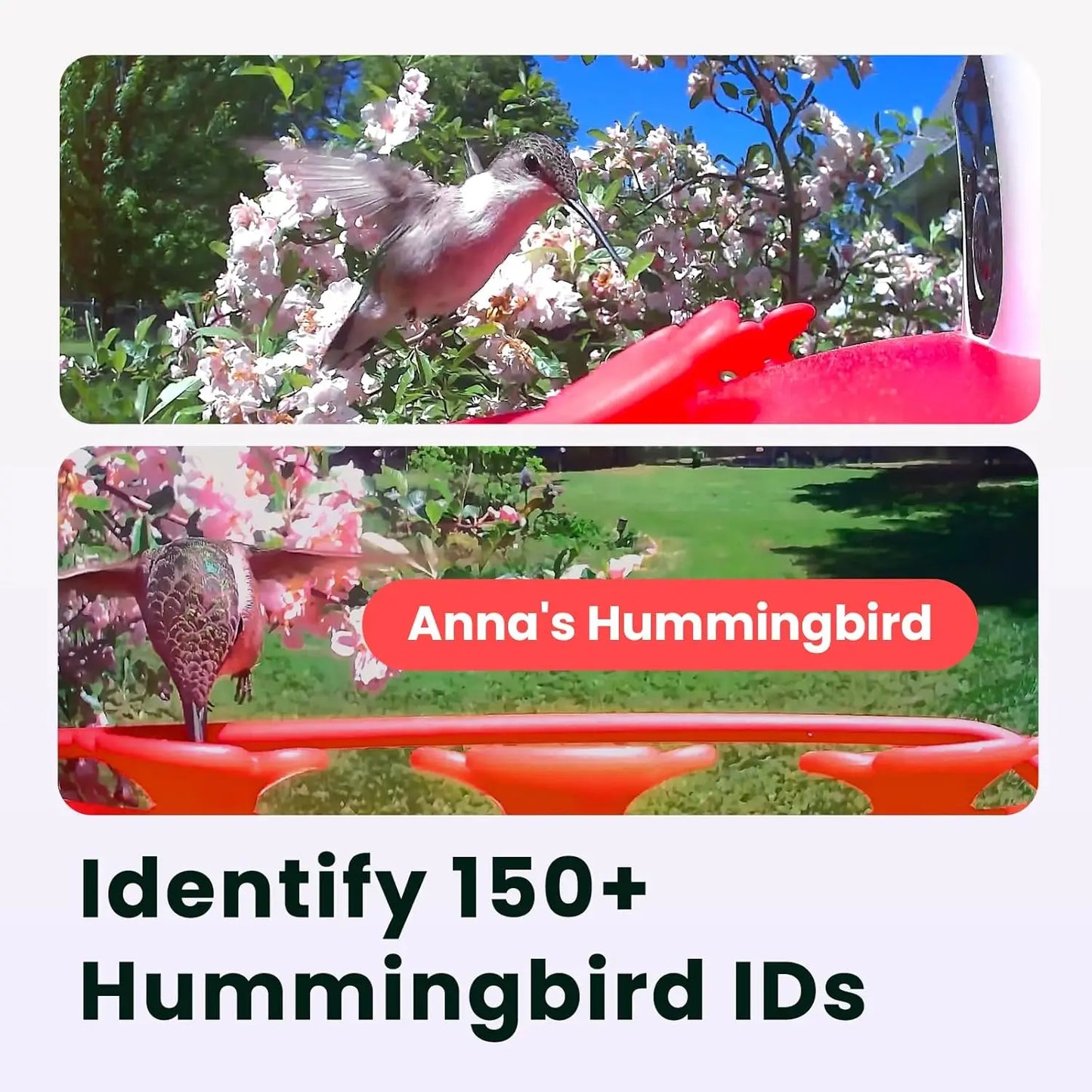 Birdfy Hummingbird Feeder with Dual Cameras - 2K HD Smart Cameras Solar Powered,