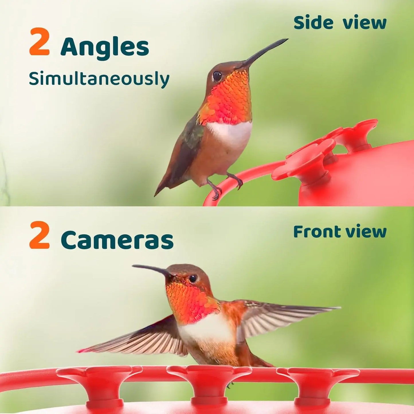 Birdfy Hummingbird Feeder with Dual Cameras - 2K HD Smart Cameras Solar Powered,