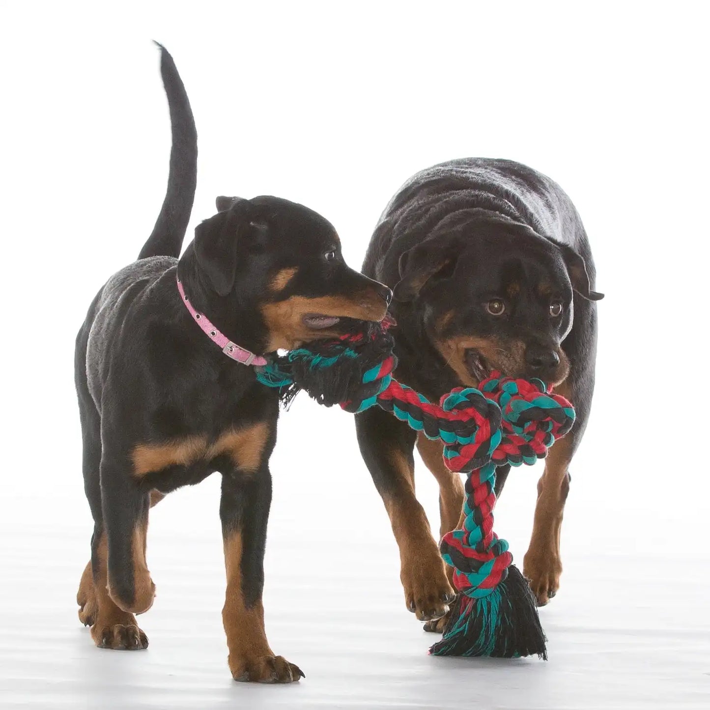 5 Knot Tug Rope Dog Toy