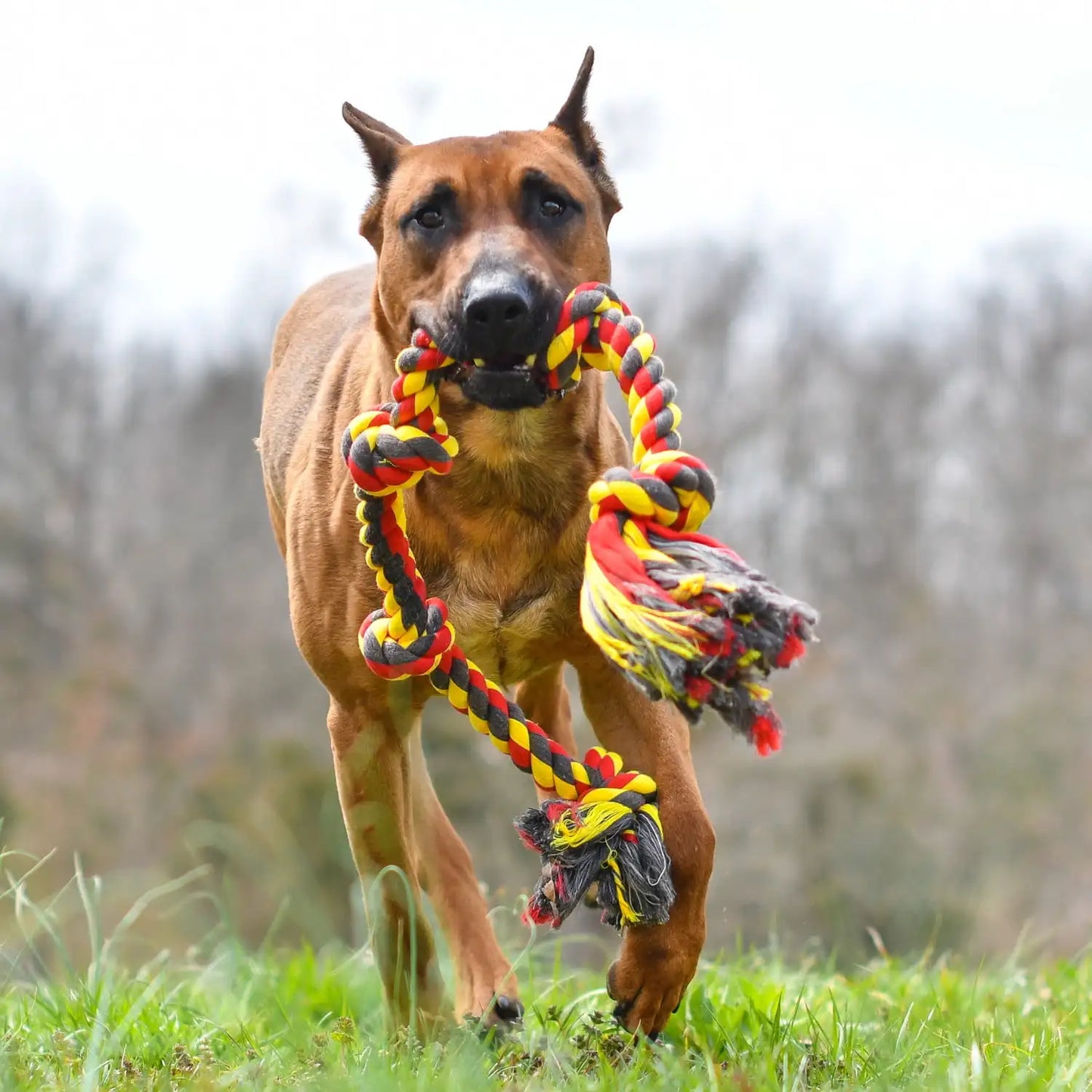 5 Knot Tug Rope Dog Toy