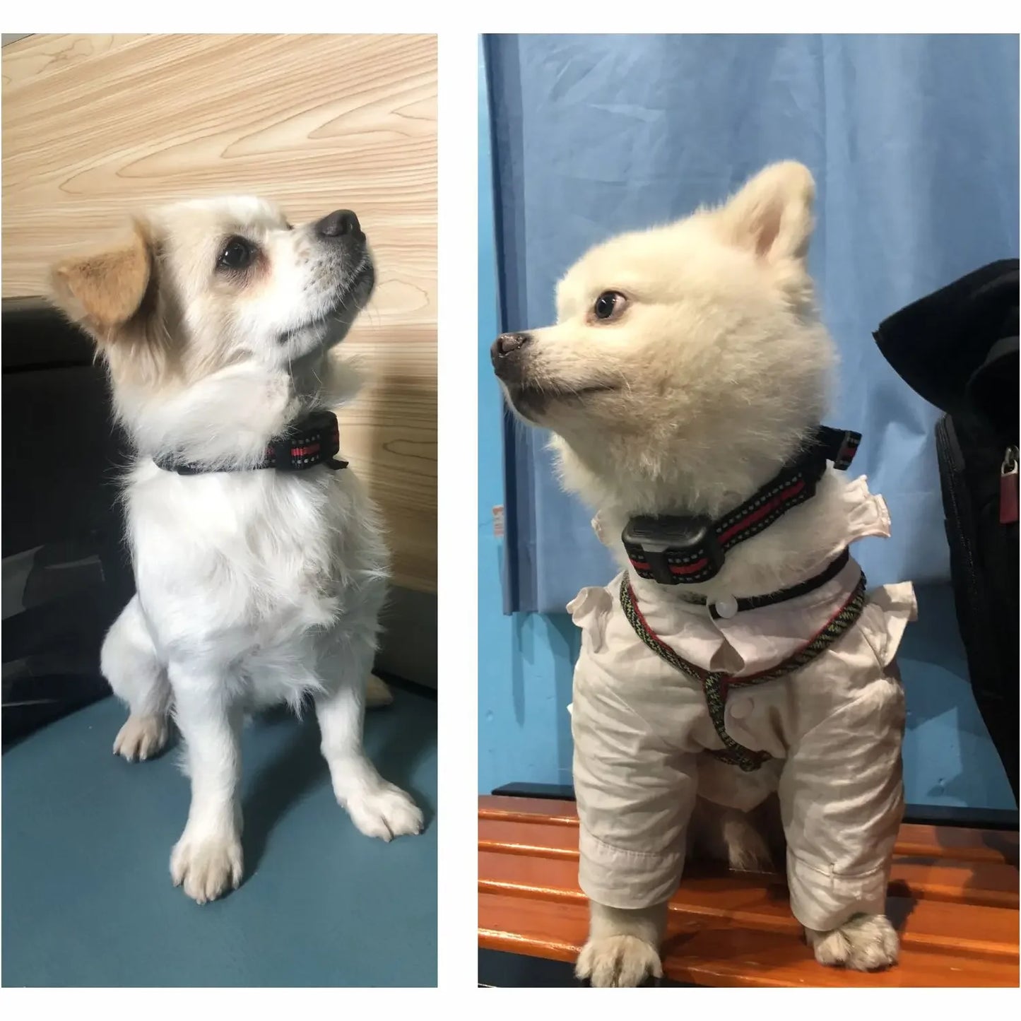 Rechargeable Dog Training Electric Collar Anti No Bark Control For Puppy Dog with Shock Mode Dog Cats