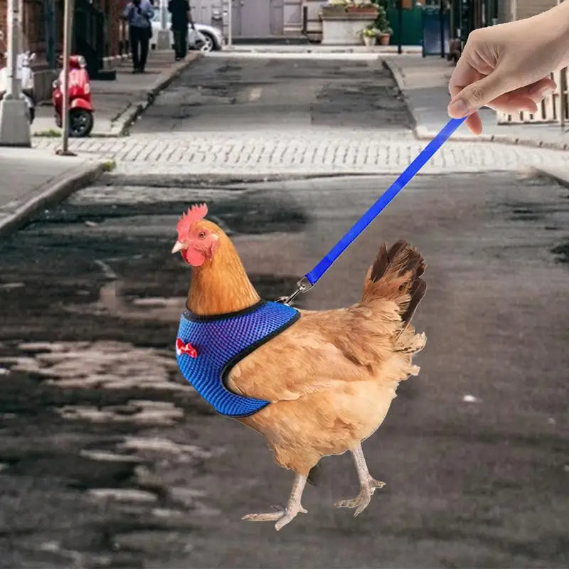 Chicken Harness  Adjustable
