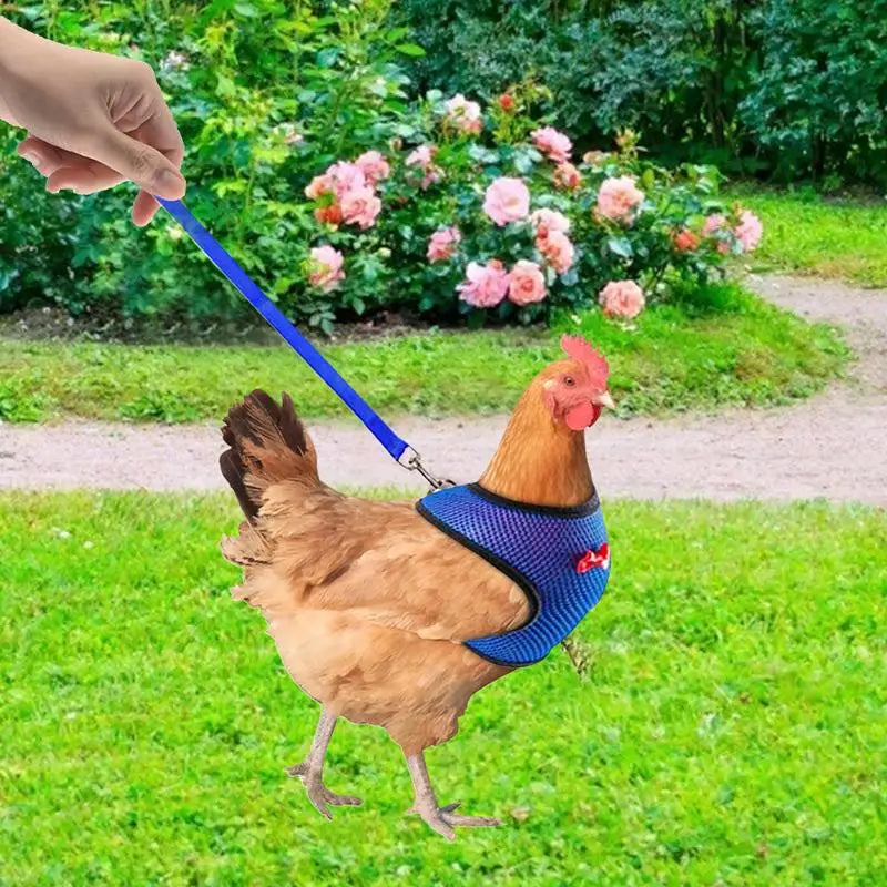 Chicken Harness  Adjustable