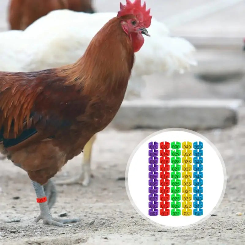 Duck Chicken Poultry Leg Tags Numbered
