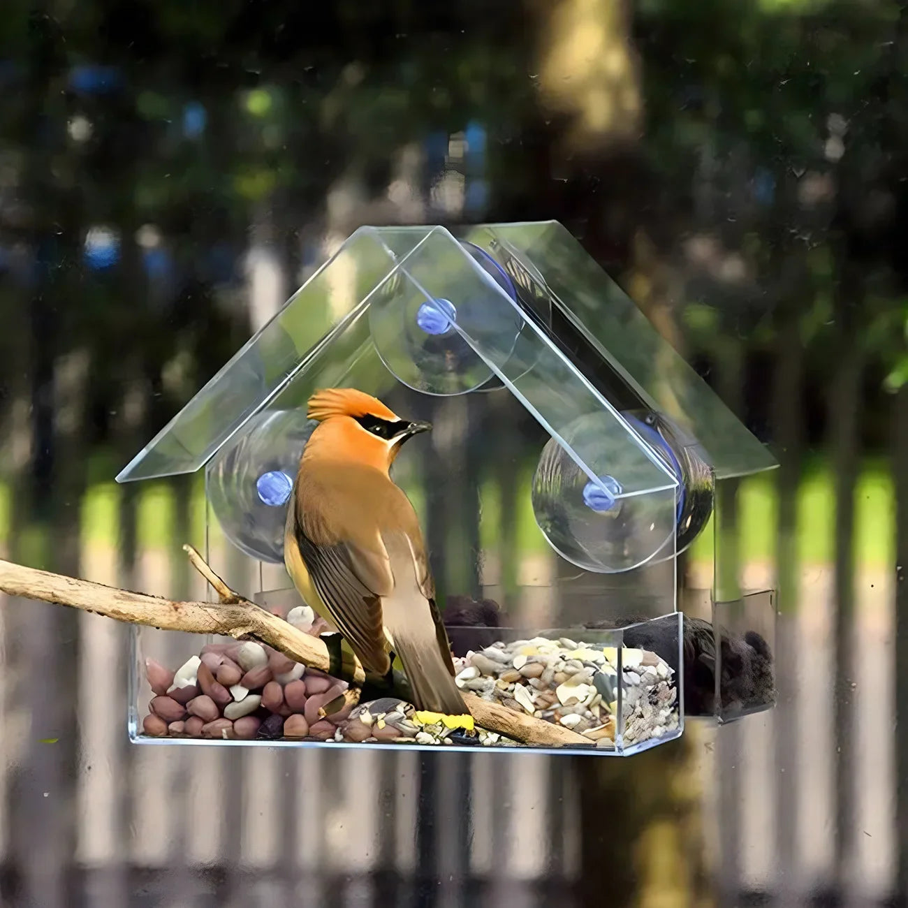 Transparent Window Wild Bird Feeder