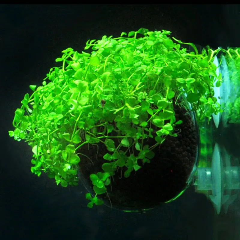 Acrylic Aquatic Plant Cup With Suction Holder Water Potted Planting Cup Aquarium Feeding Tool